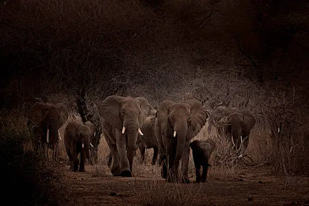 5 Days Kenya Budget Camping Safari