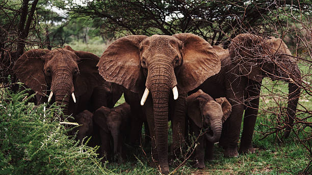 7-Day Highlights of Kenya Safari