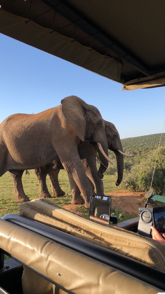 The Essence of Kenya Luxury Safari