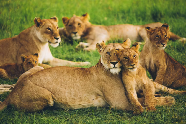 Lion in Masai Mara