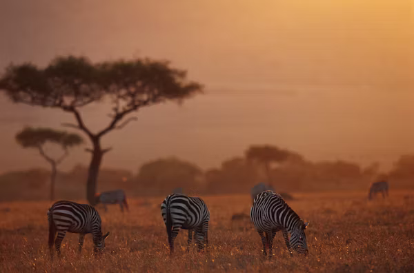 Masai Mara wildlife