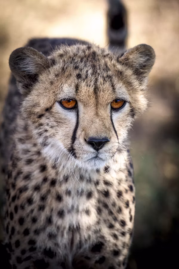 8 Days Kenya Luxury Lodge Safari