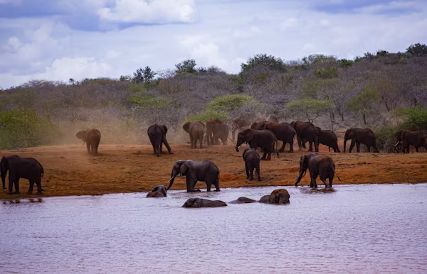 Masai Mara Wildlife